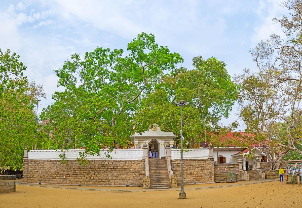 Visit Sacred Sri Maha Bodhi Tree